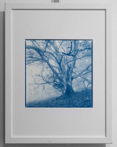 Exposition "Sous-bois ferriques" Tirage cyanotype n°1