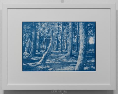 Exposition "Sous-bois ferriques" Tirage cyanotype n°10