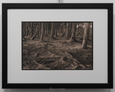 Exposition "Sous-bois ferriques" Tirage cyanotype n°11