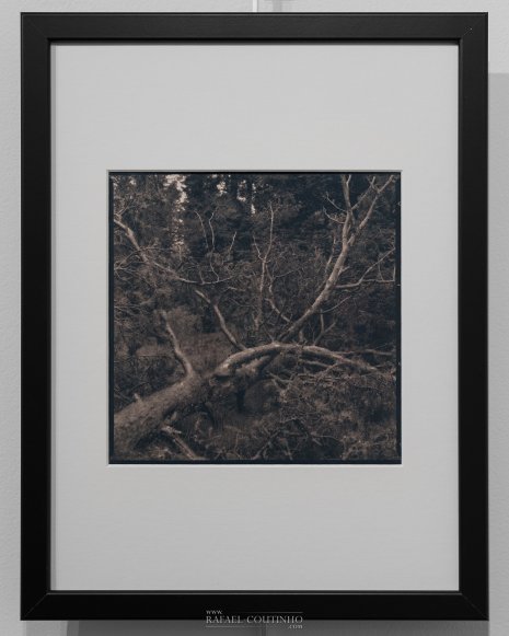 Exposition "Sous-bois ferriques" Tirage cyanotype n°13