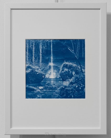 Exposition "Sous-bois ferriques" Tirage cyanotype n°14