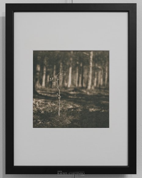 Exposition "Sous-bois ferriques" Tirage cyanotype n°15