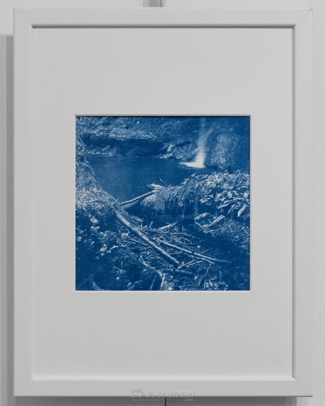 Exposition "Sous-bois ferriques" Tirage cyanotype n°16