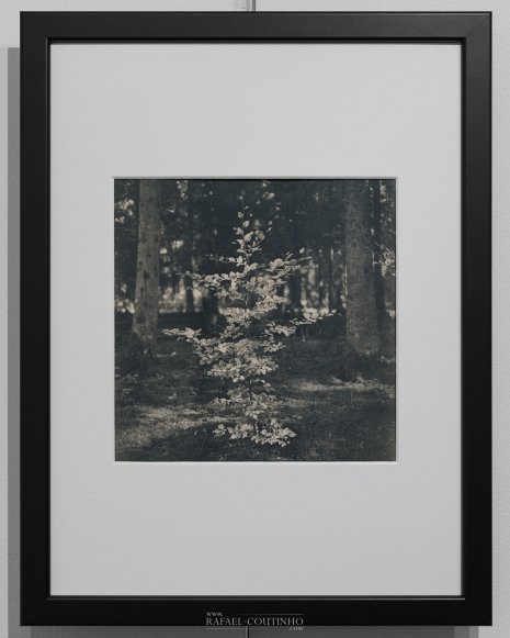 Exposition "Sous-bois ferriques" Tirage cyanotype n°17