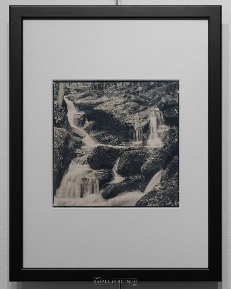 Exposition "Sous-bois ferriques" Tirage cyanotype n°19