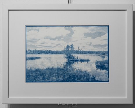 Exposition "Sous-bois ferriques" Tirage cyanotype n°20