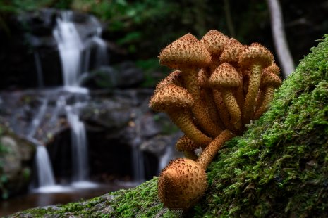 Champignons cascade Auvergne Enval