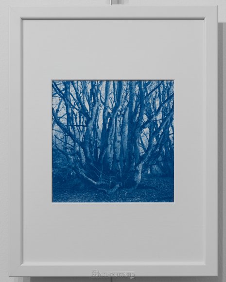 Exposition "Sous-bois ferriques" Tirage cyanotype n°5