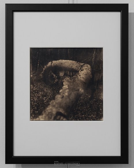 Exposition "Sous-bois ferriques" Tirage cyanotype n°6