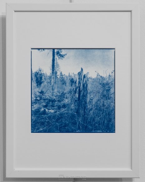 Exposition "Sous-bois ferriques" Tirage cyanotype n°7