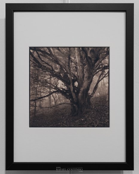 Exposition "Sous-bois ferriques" Tirage cyanotype n°8