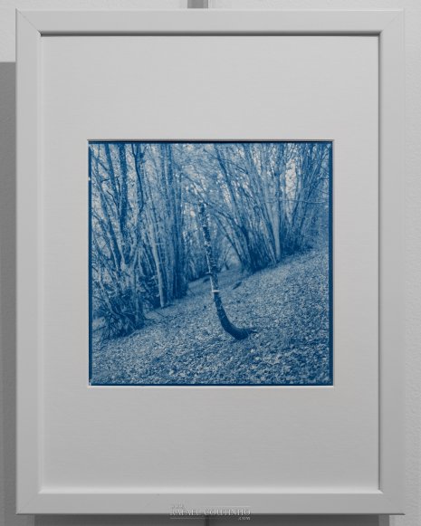 Exposition "Sous-bois ferriques" Tirage cyanotype n°9