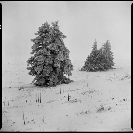 photo argentique noir et blanc abres neige