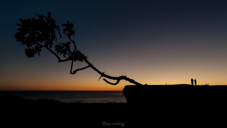 bord de mer arbre coucher de soleil Algarve Portugal