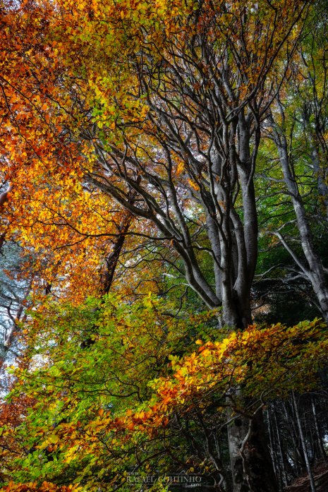 forêt lac Pavin automne