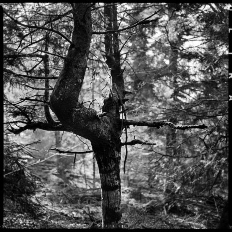 photo argentique noir et blanc fôret