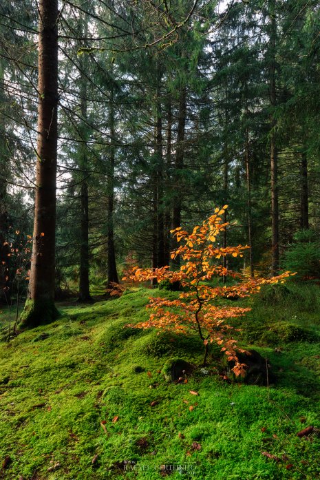 forêt Auvergne Puy de dôme automne