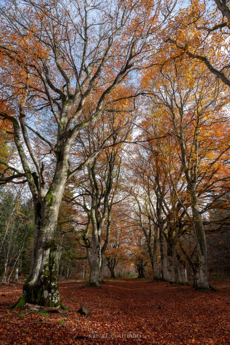 forêt Auvergne Puy de dôme automne Allagnat