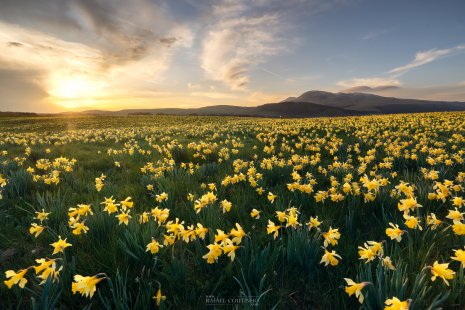 Jonquilles dans me massif du Sancy en Auvergne