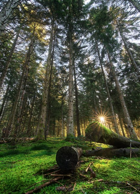 forêt Auvergne mousse