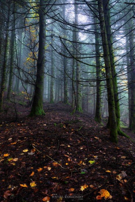 forêt Auvergne brume automne
