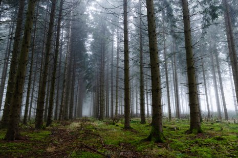 forêt sylvicole Auvergne brume
