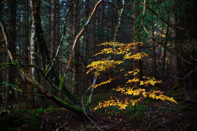 Galerie Paysage Forêt