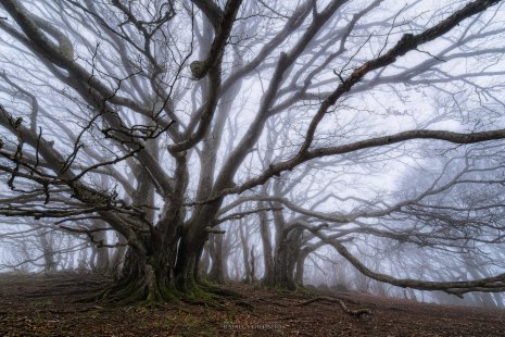 hêtres tortueux ^puy des Goules Auvergne