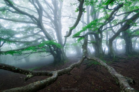 Hêtres tortueux Puy des Goules Auvergne printemps galeries