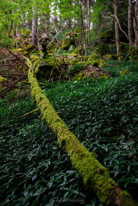 sous bois forêt sancy chastreix