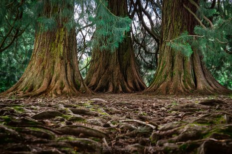 séquoias la bourboule Auvergne parc Fenestre