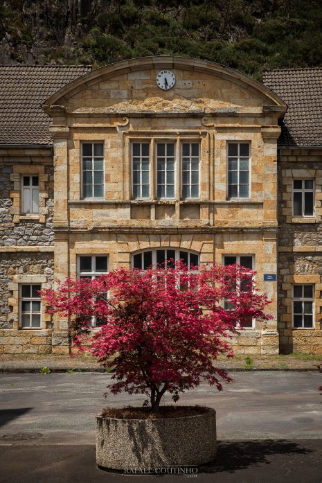 La Bourboule Aurvergne arbre rose