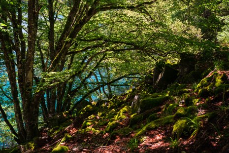 forêt lac Pavin Auvergne