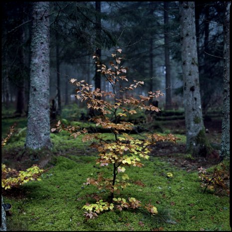 hêtre solitaire forêt Auvergne