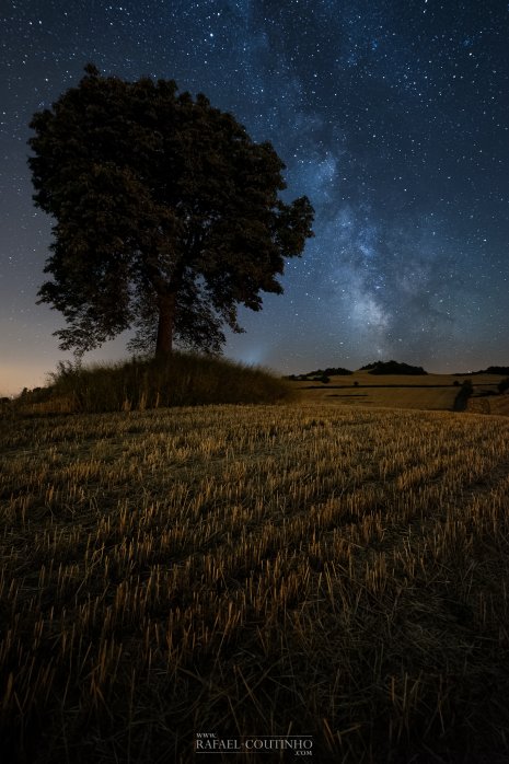 arbre Chaynat voie lactée Auvergne