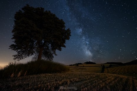 arbre Chaynat voie lactée Auvergne