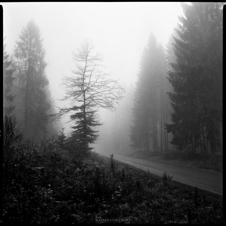 photo argentique noir et blanc fôret route brume