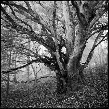 photo argentique noir et blanc fôret brume