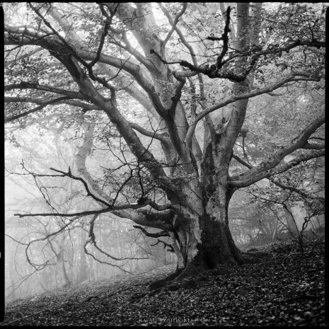 photo argentique noir et blanc fôret brume