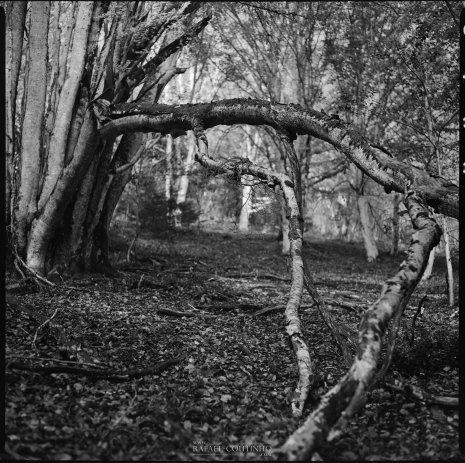 photo argentique noir et blanc fôret