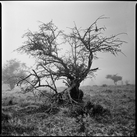 photo argentique noir et blanc arbres