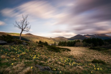joncquilles lac de Guéry
