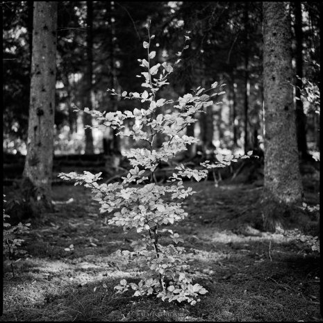 photo argentique noir et blanc fôret