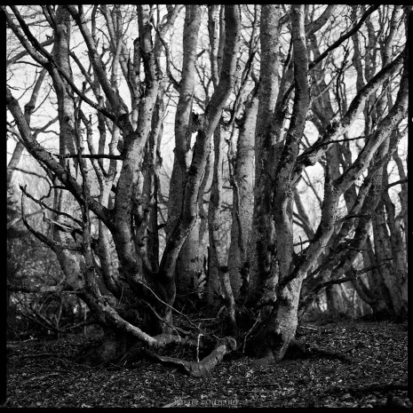 photo argentique noir et blanc fôret