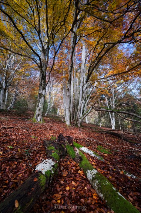 forêt automne auvergne