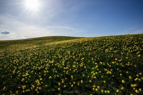 jonquilles massif du Sancy Auvergne