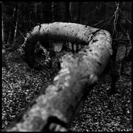 photo argentique noir et blanc fôret