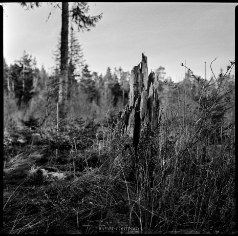 photo argentique noir et blanc souche arbre