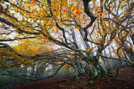 Hêtres tortueux Puy des Goules Auvergne automne