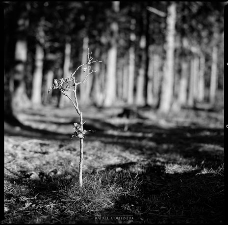 photo argentique noir et blanc jeune arbre